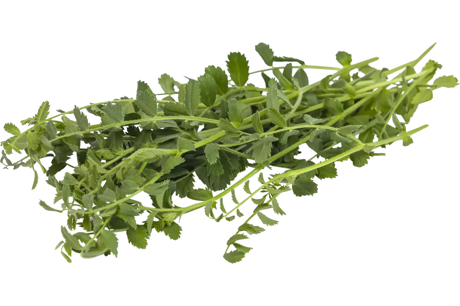 Kikkererwten cress 25gr stuk 1